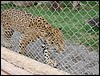 Irtra de reu Xocomil & Xetulul - DSC01272.JPG