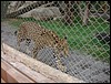 Irtra de reu Xocomil & Xetulul - DSC01273.JPG