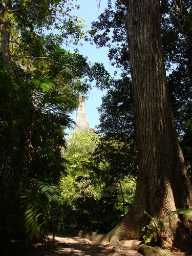 Tikal - DSC01545.JPG