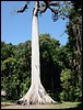 Tikal - DSC01463.JPG