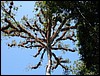 Tikal - DSC01465.JPG