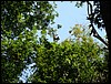 Tikal - DSC01470.JPG