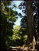 Tikal - DSC01545.JPG