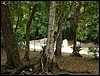 Tikal - DSC01563.JPG