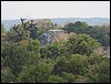 Tikal - DSC01586.JPG