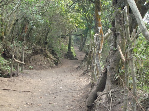Volcan de Pacaya - DSC01014.JPG