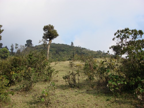 Volcan de Pacaya - DSC01030.JPG