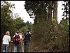 Volcan de Pacaya - DSC01007.JPG