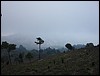 Volcan de Pacaya - DSC01012.JPG