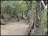 Volcan de Pacaya - DSC01014.JPG