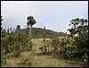 Volcan de Pacaya - DSC01030.JPG