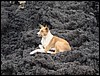 Volcan de Pacaya - DSC01083.JPG